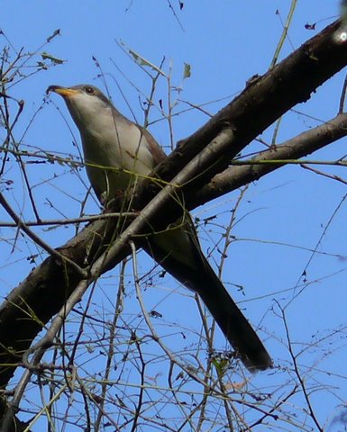 Yellow-billed Cuckoo and Black-billed Cuckoo