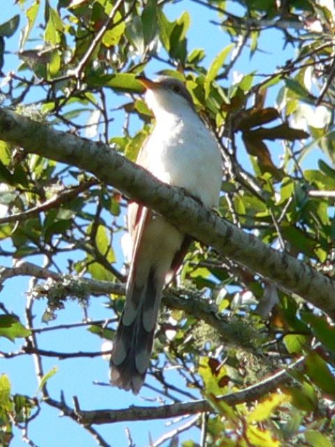 Yellow-billed Cuckoo