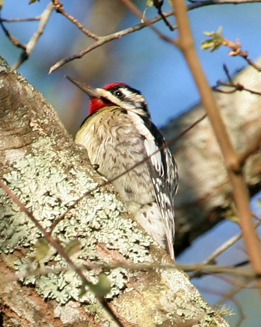 Yellow-bellied Sapsucker