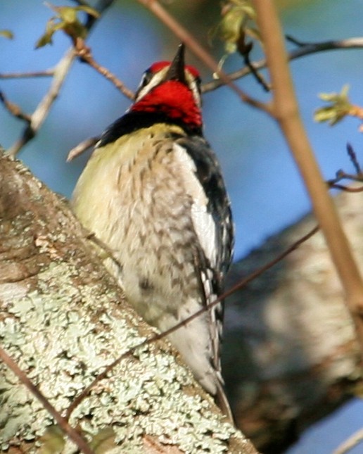 Yellow-bellied Sapsucker