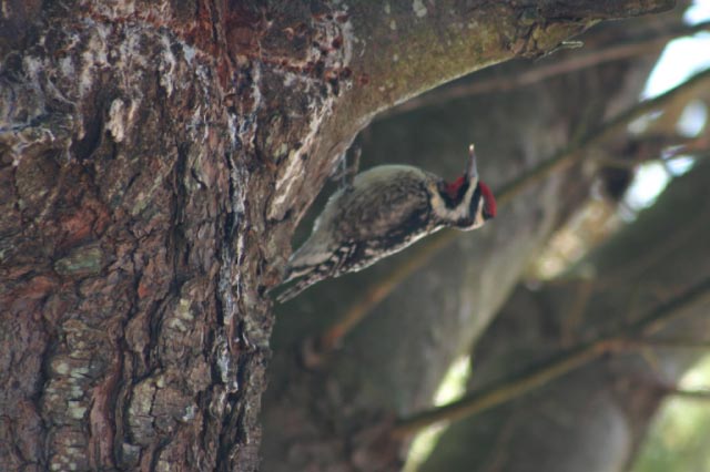 Yellow-bellied Sapsucker