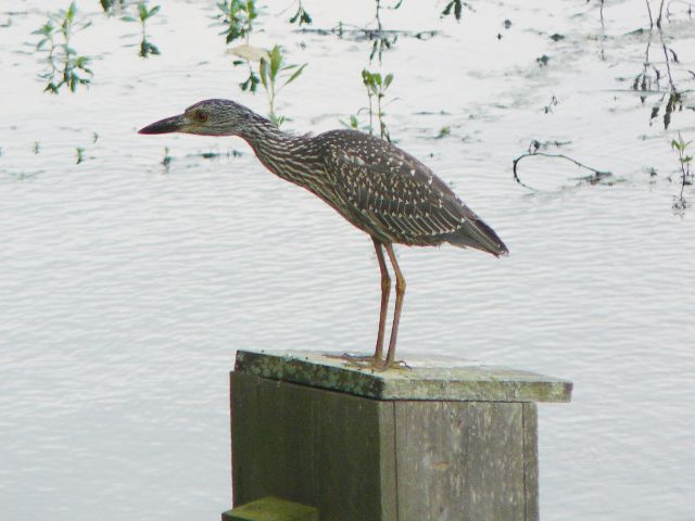Yellow-crowned Night-Heron