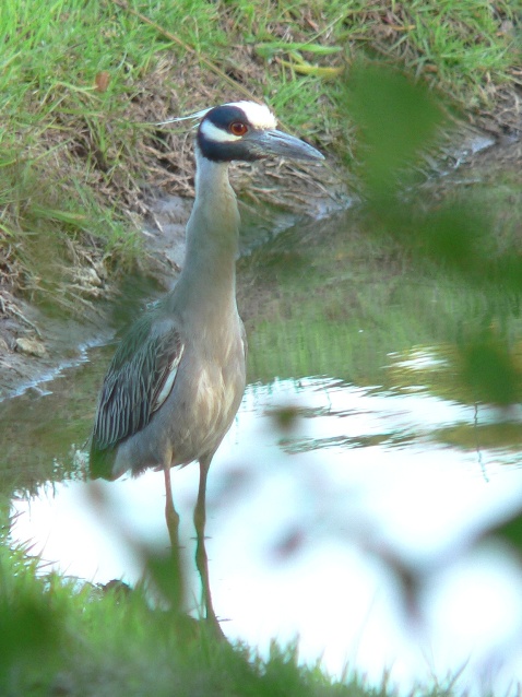 Yellow-crowned Night-Heron