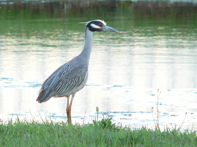 Yellow-crowned Night-Heron