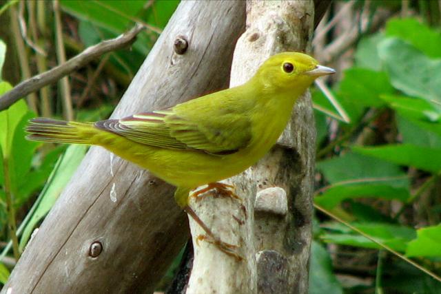 Hooded Warbler and Yellow Warbler