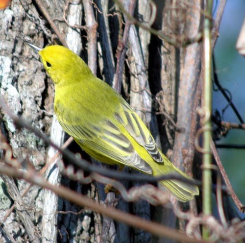 Yellow Warbler