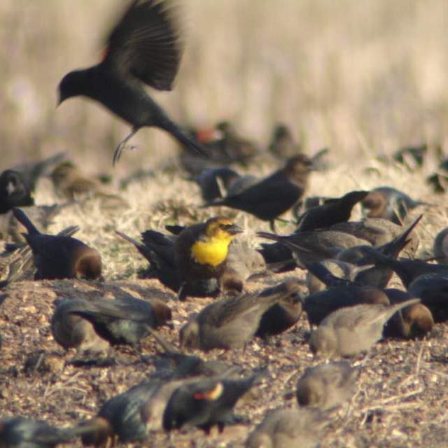 Yellow-headed Blackbird
