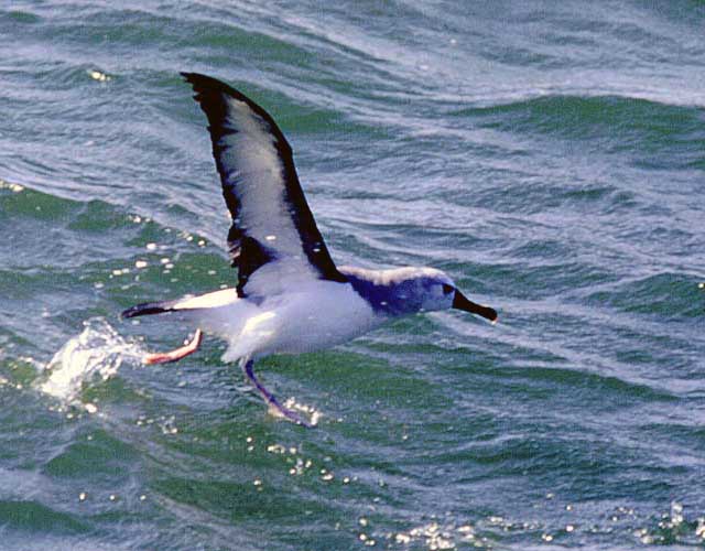 Yellow-nosed Albatross