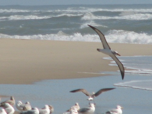 Yellow-nosed Albatross
