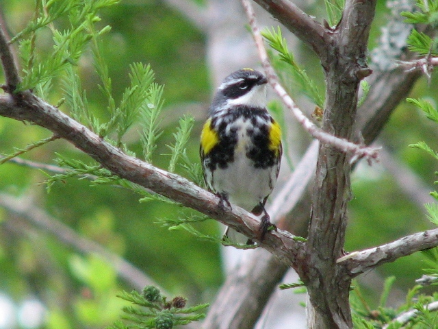 Yellow-rumped Warbler