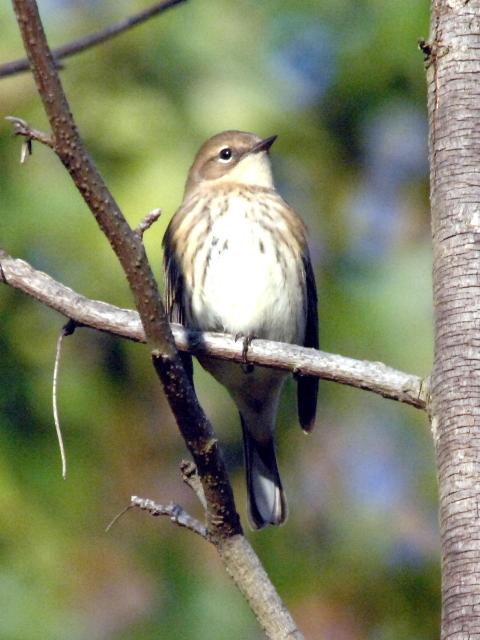 Yellow-rumped Warbler