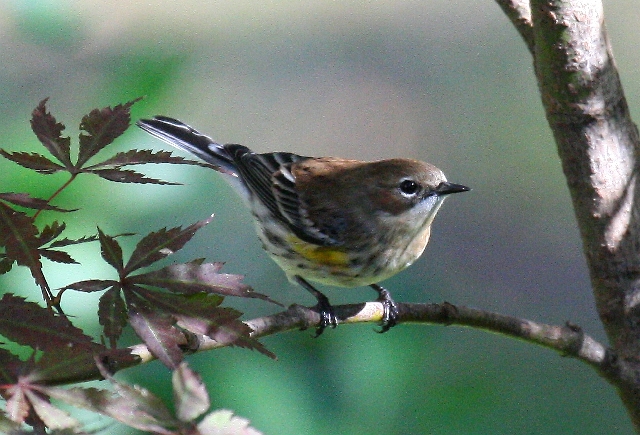 Yellow-rumped Warbler