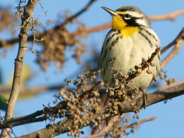 Yellow-throated Warbler