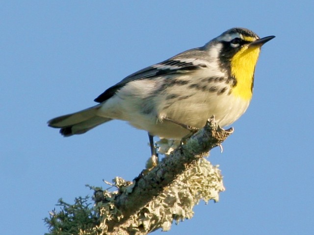 Yellow-throated Warbler