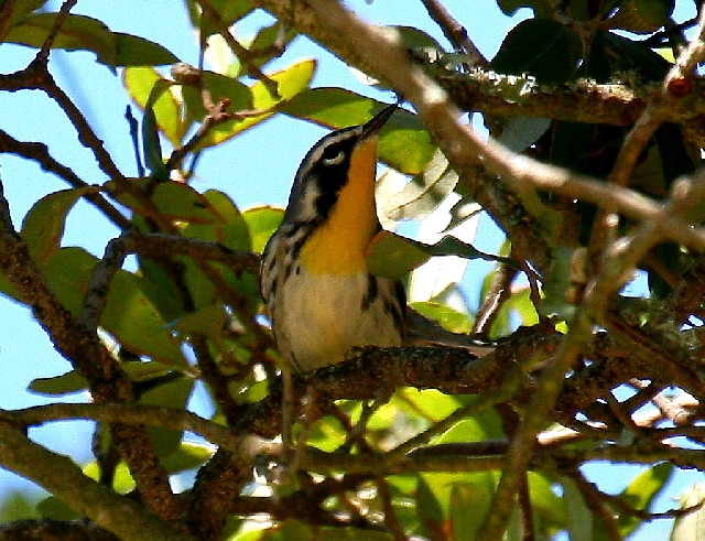 Yellow-throated Warbler