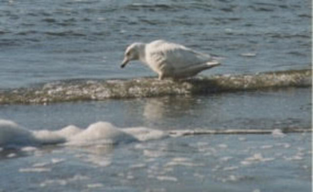 Glaucous Gull