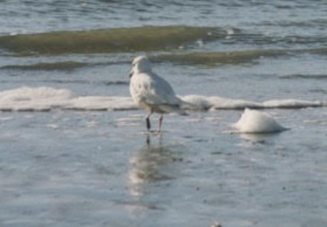 Glaucous Gull