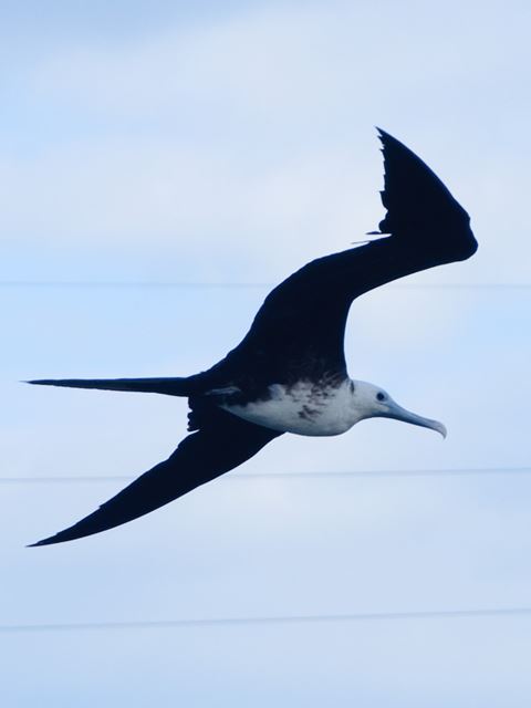 Magnificent Frigatebird