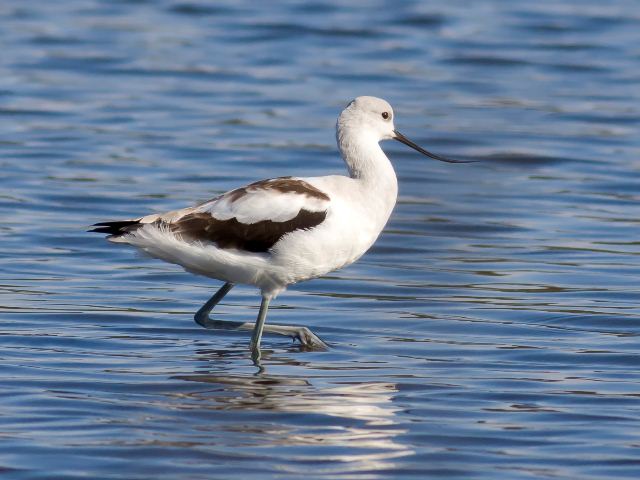 American Avocet