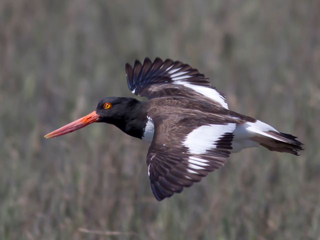 American Oystercatcher