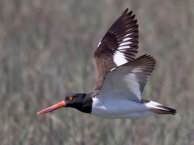 American Oystercatcher