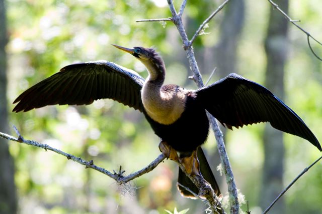 Anhinga