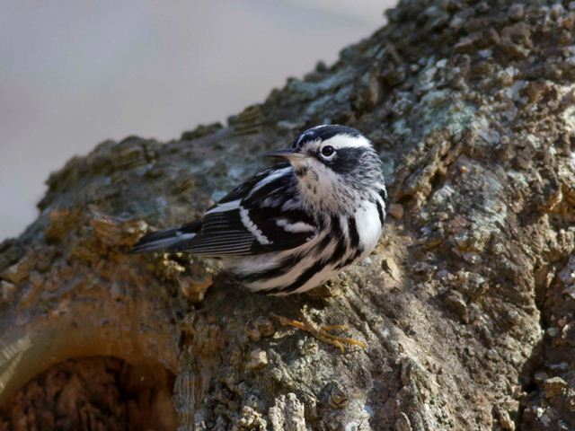Black-and-white Warbler