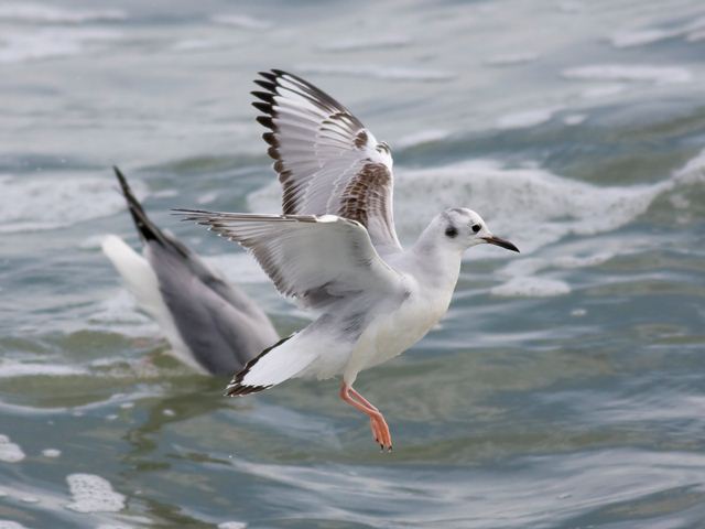 Bonaparte's Gulls