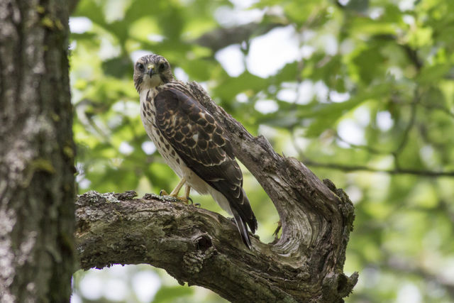 Broad-winged Hawk