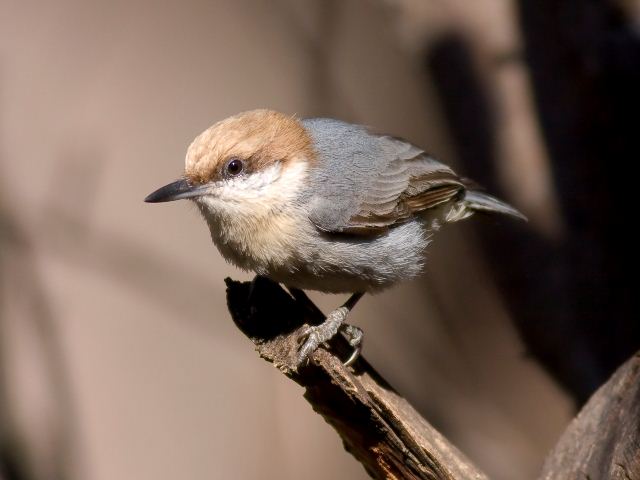Brown-headed Nuthatch