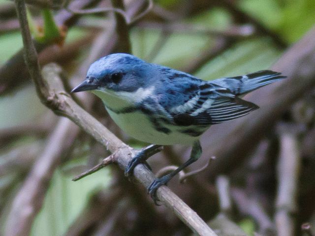 Cerulean Warbler