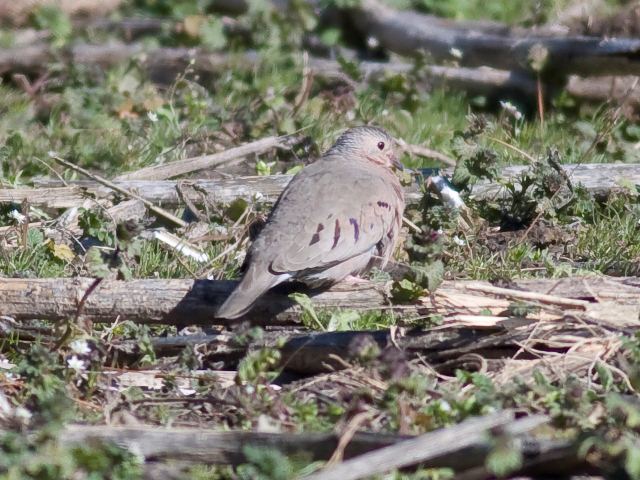 Common Ground-Doves