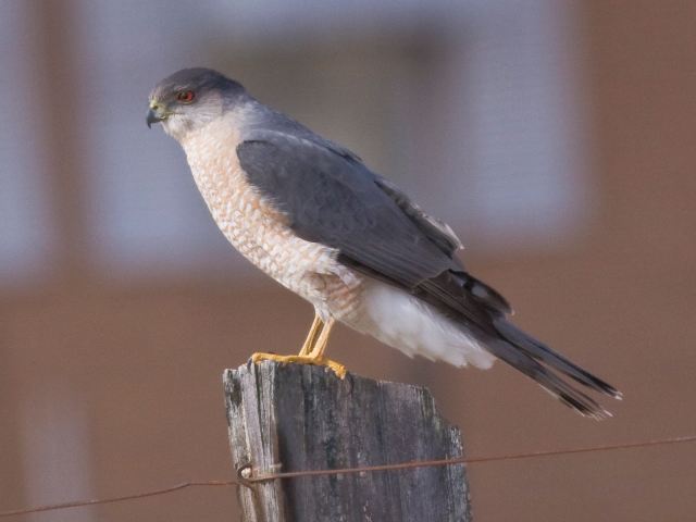 Cooper's Hawk
