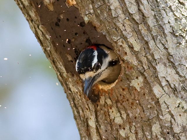 Downy Woodpecker