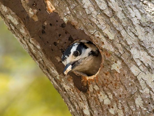 Downy Woodpecker