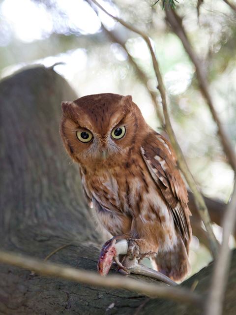 eastern screech owls how to create a financial statement