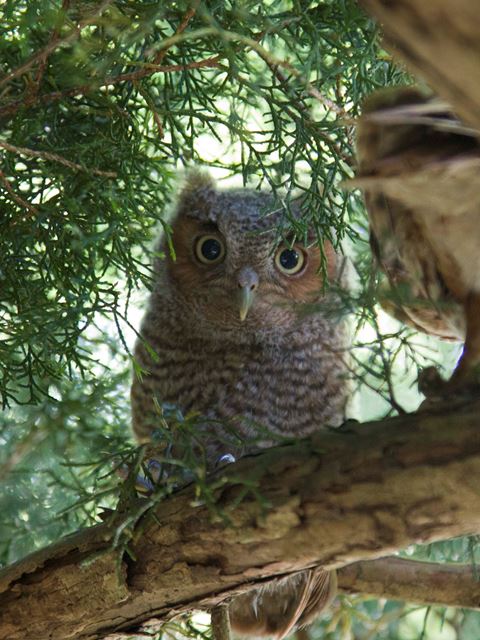 Eastern Screech-Owls