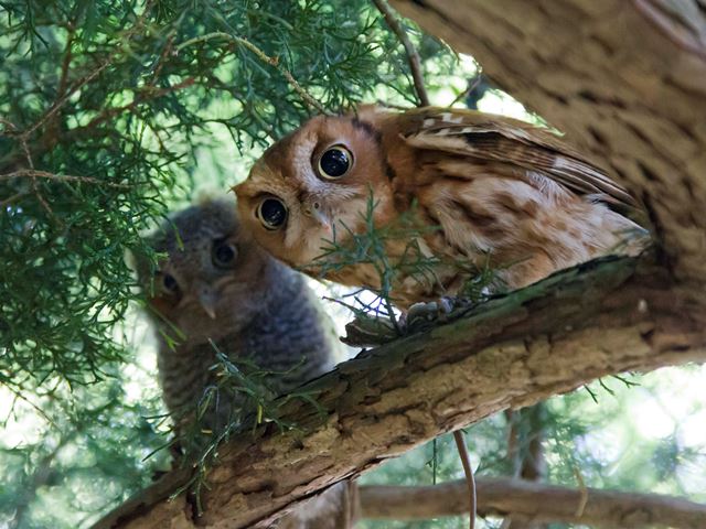 Eastern Screech-Owls