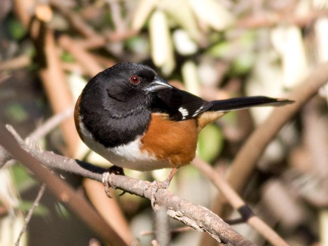 Eastern Towhee