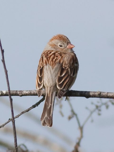Field Sparrow