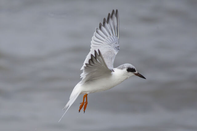 Forster's Tern