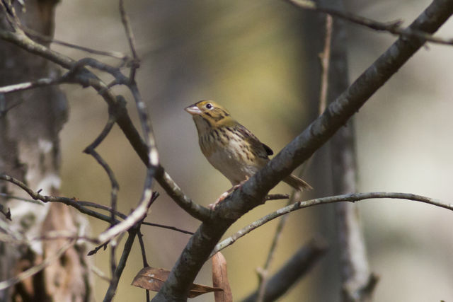 Henslow's Sparrow
