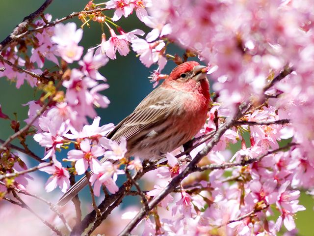 House Finch
