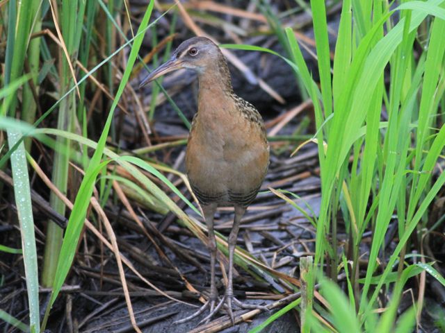 King Rail