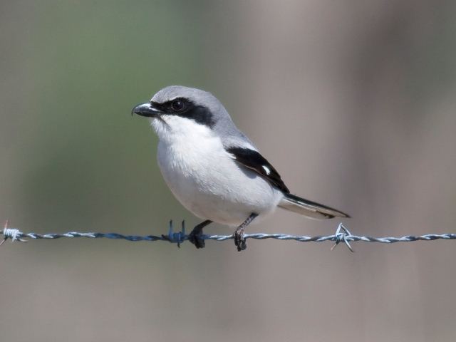 Loggerhead Shrikes