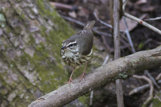 Louisiana Waterthrush