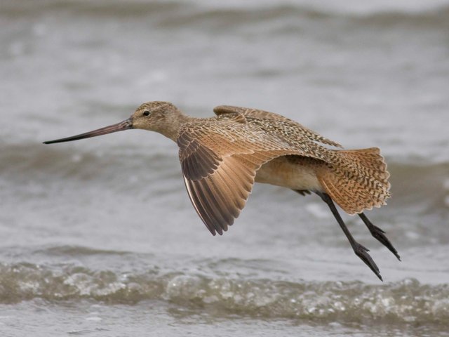 Marbled Godwit