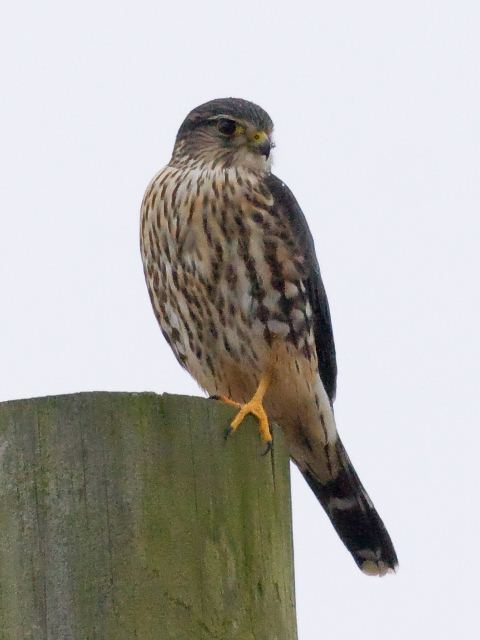 Merlin