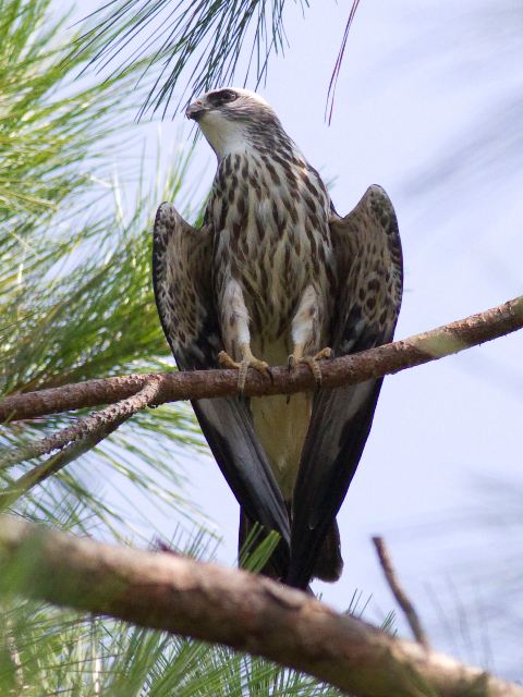 Mississippi Kite