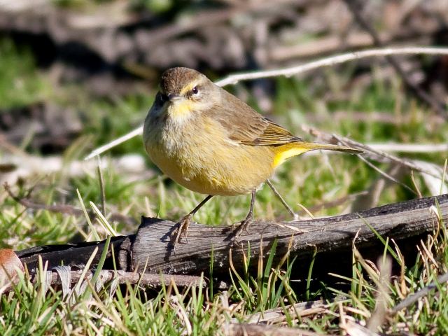 Palm Warbler